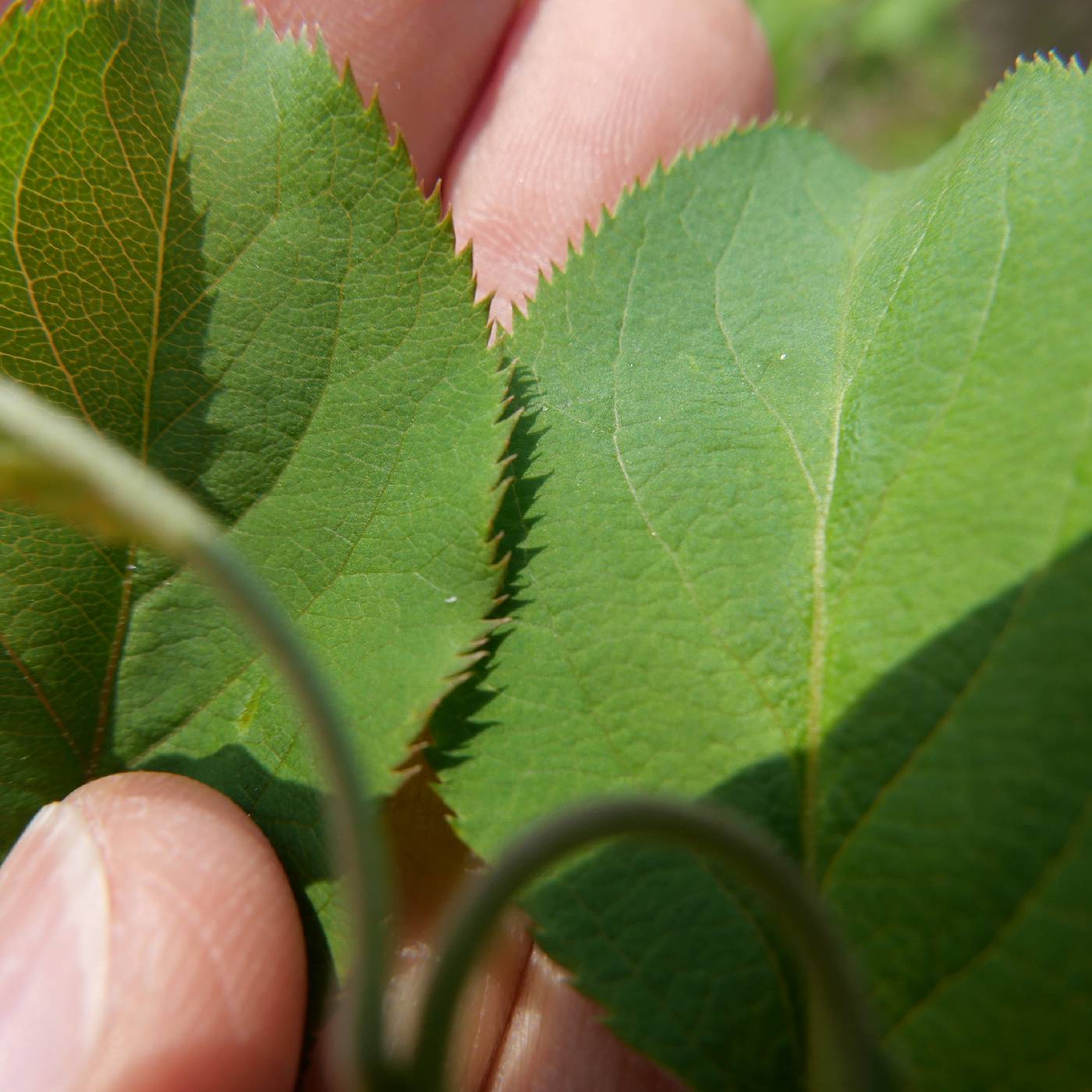 Pyrus pyrifolia image