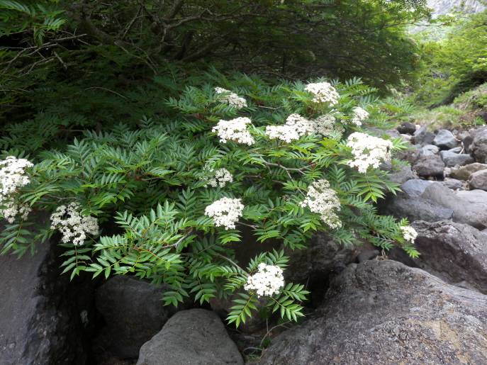 Sorbus image