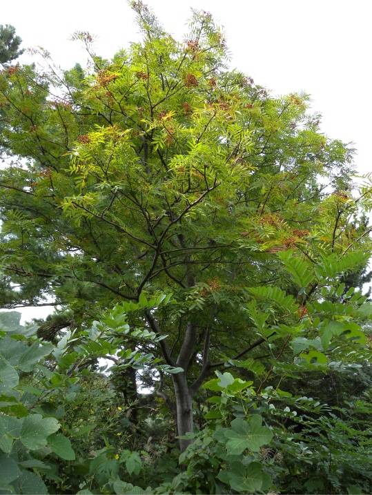 Sorbus ulleungensis image