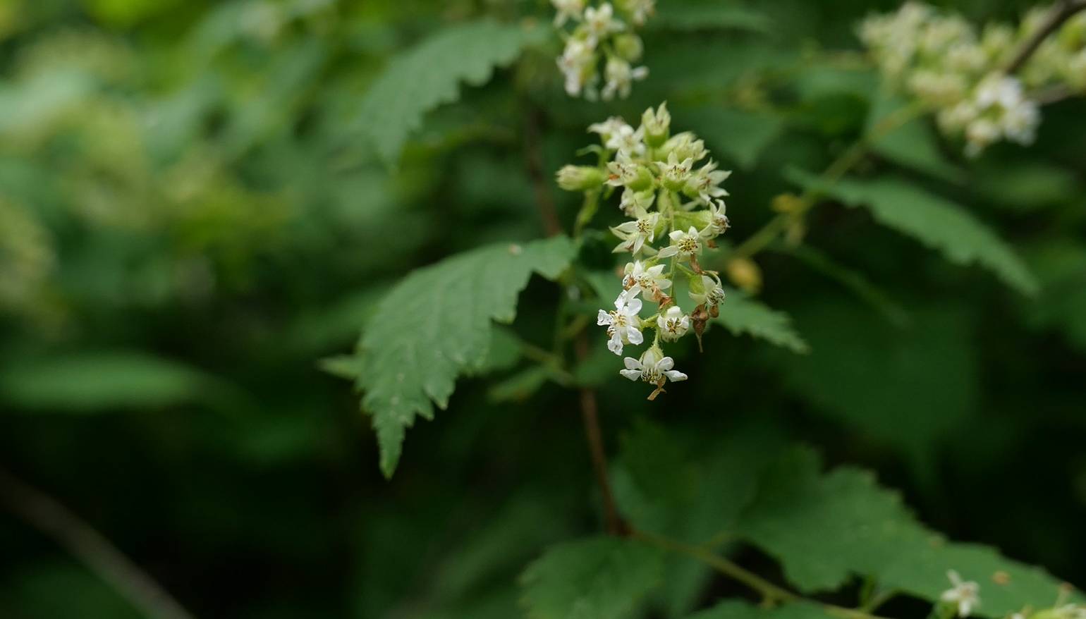 Neillia uekii image