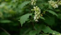 Neillia uekii image