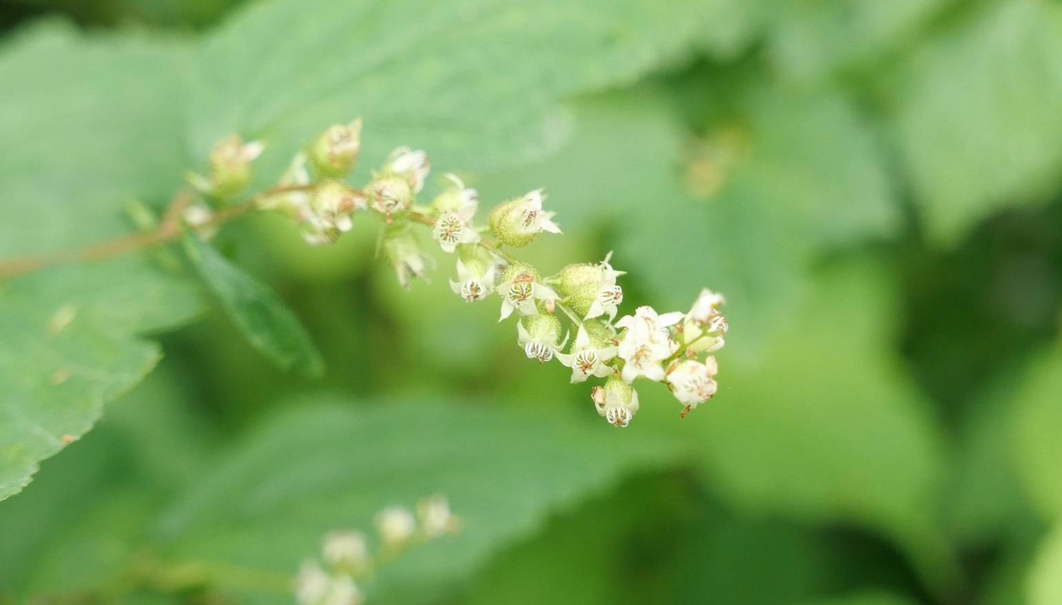 Neillia uekii image