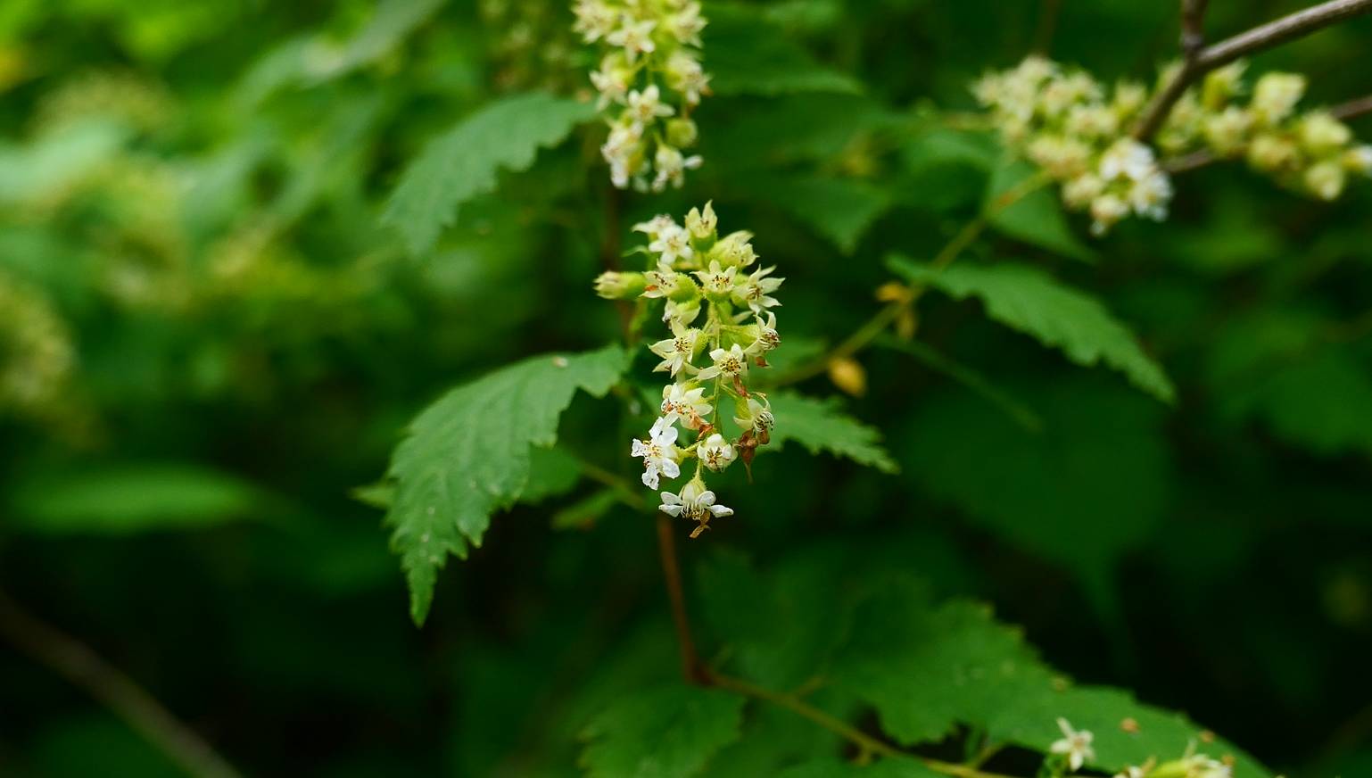 Neillia uekii image
