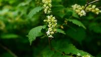 Neillia uekii image