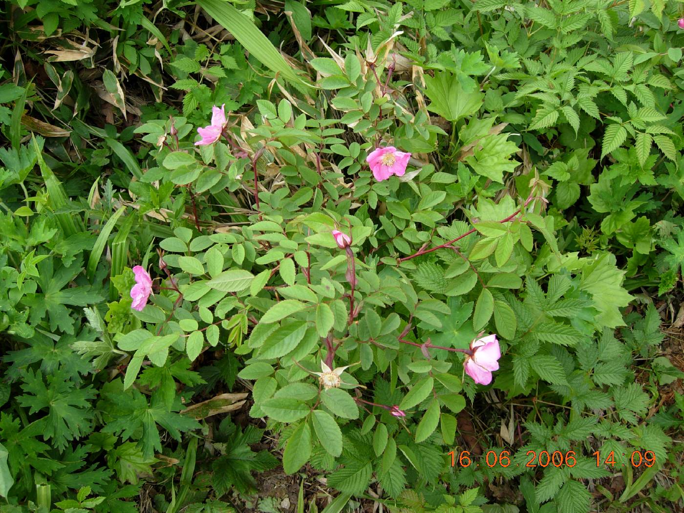 Rosa acicularis image