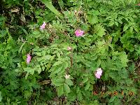 Image of Rosa acicularis