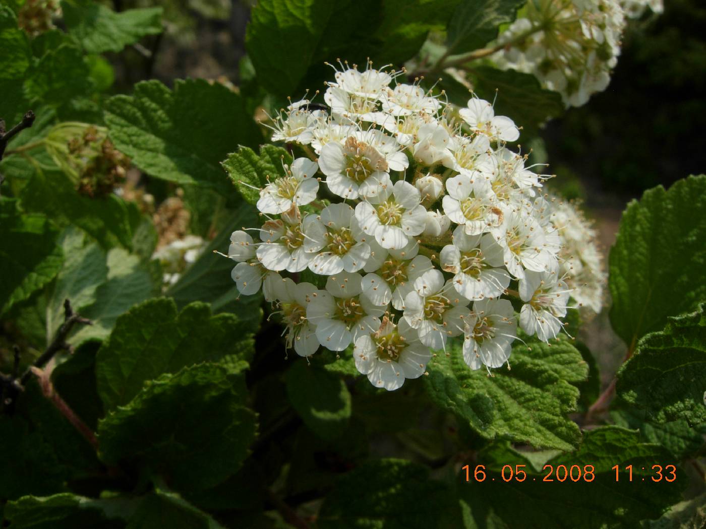 Spiraea media image