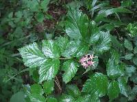Rubus coreanus image