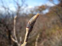 Sorbus amabilis image