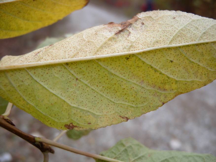 Prunus maackii image