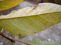 Prunus maackii image