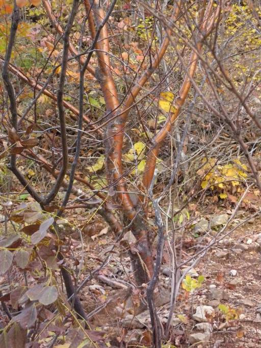 Prunus maackii image