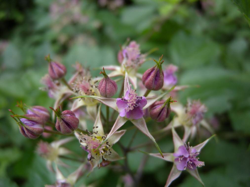 Rubus coreanus image
