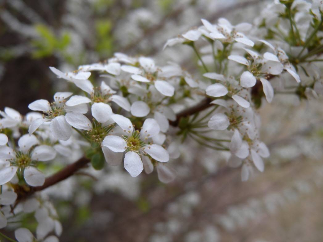 Spiraea prunifolia image
