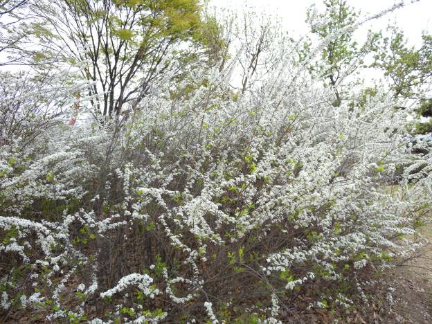 Spiraea prunifolia f. simpliciflora image