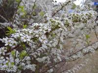 Spiraea prunifolia f. simpliciflora image