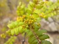 Zanthoxylum piperitum image