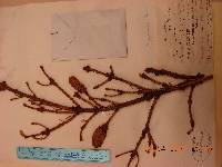 Picea jezoensis image