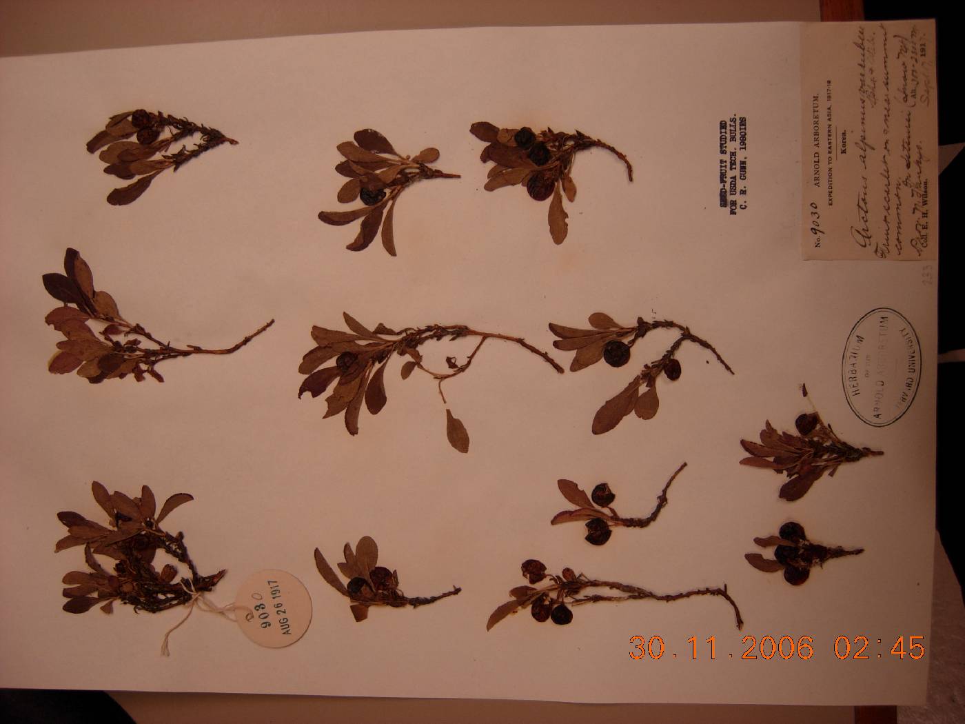 Arctous rubra image