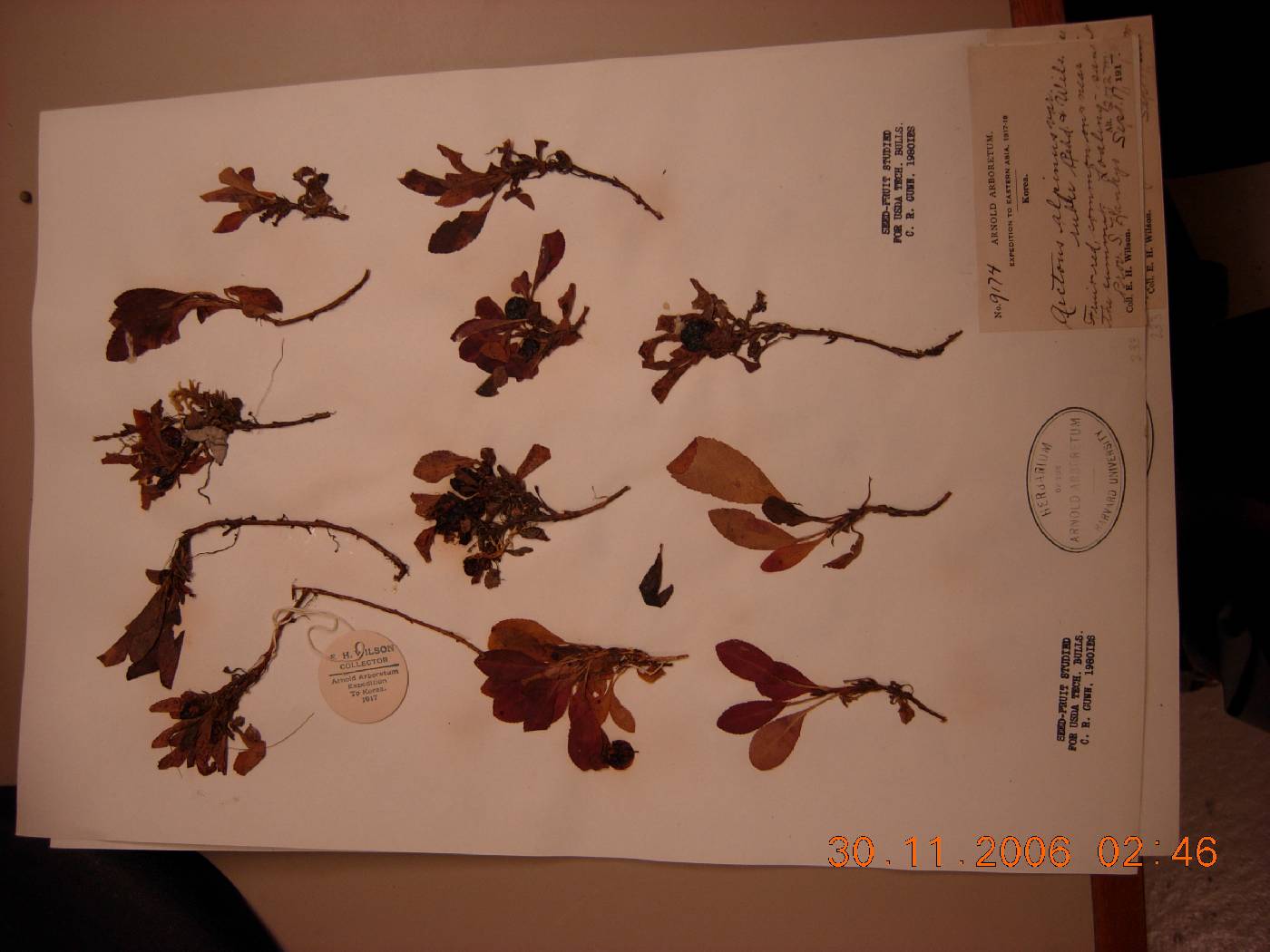 Arctous rubra image