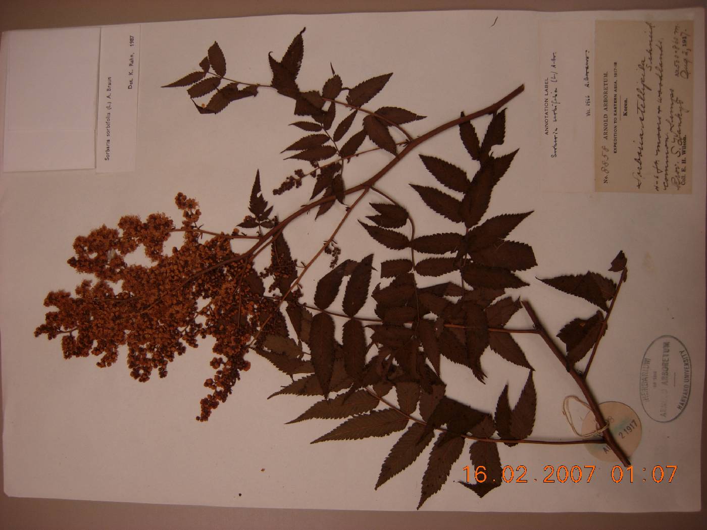 Sorbaria sorbifolia image