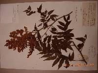 Sorbaria sorbifolia image
