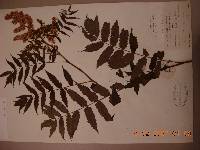 Sorbaria sorbifolia image