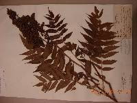 Sorbaria sorbifolia image