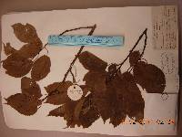 Prunus mandshurica image