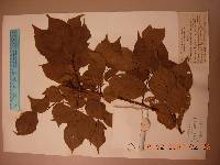 Prunus mandshurica image