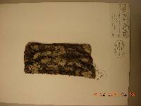 Prunus mandshurica image