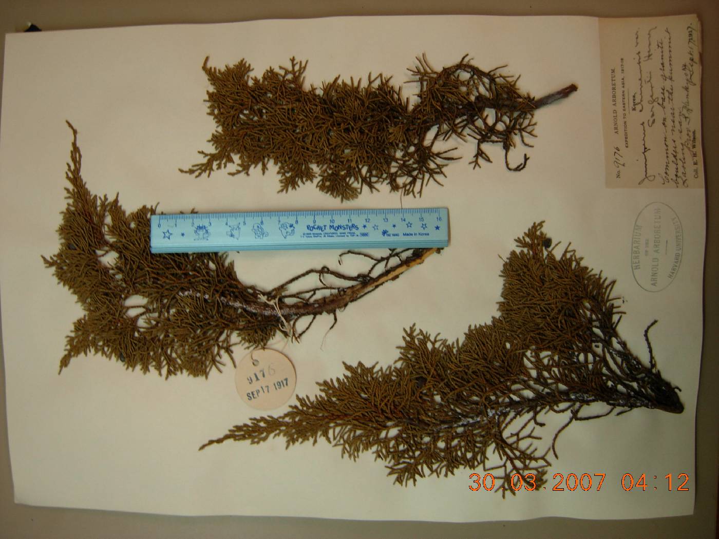 Juniperus chinensis image