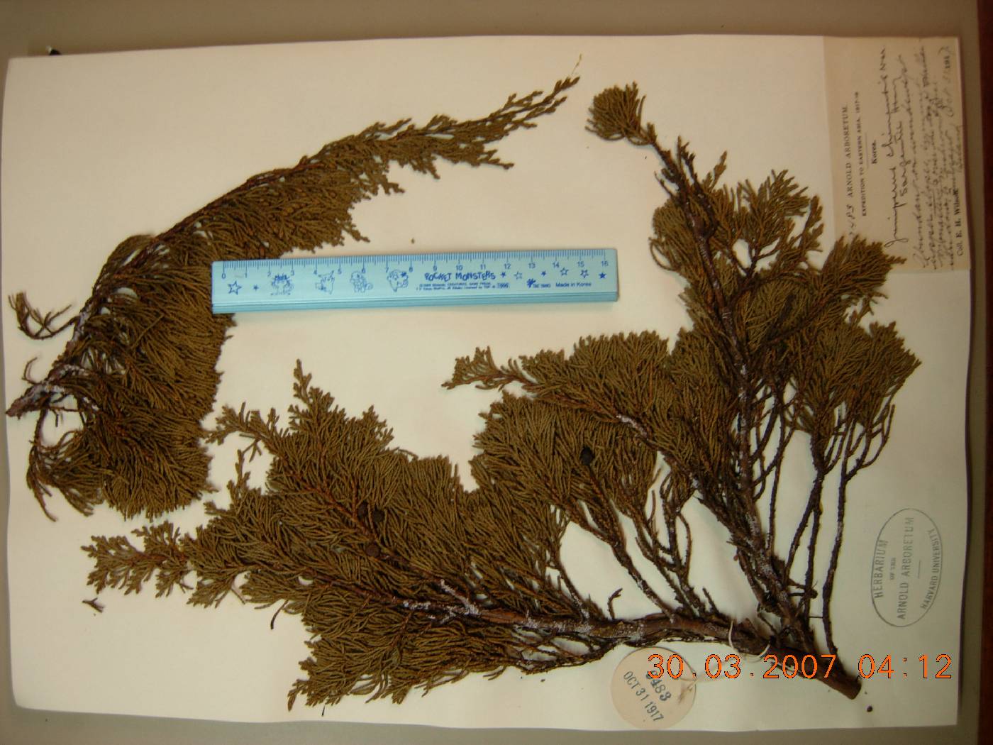 Juniperus chinensis image