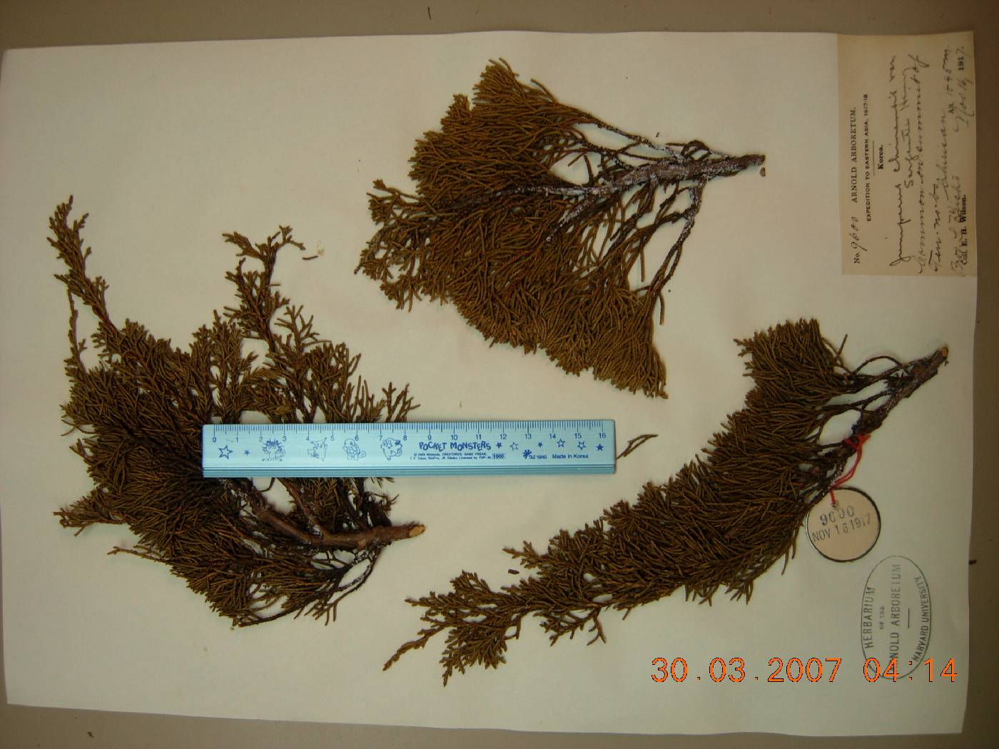 Juniperus chinensis image
