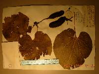 Aristolochia manshuriensis image