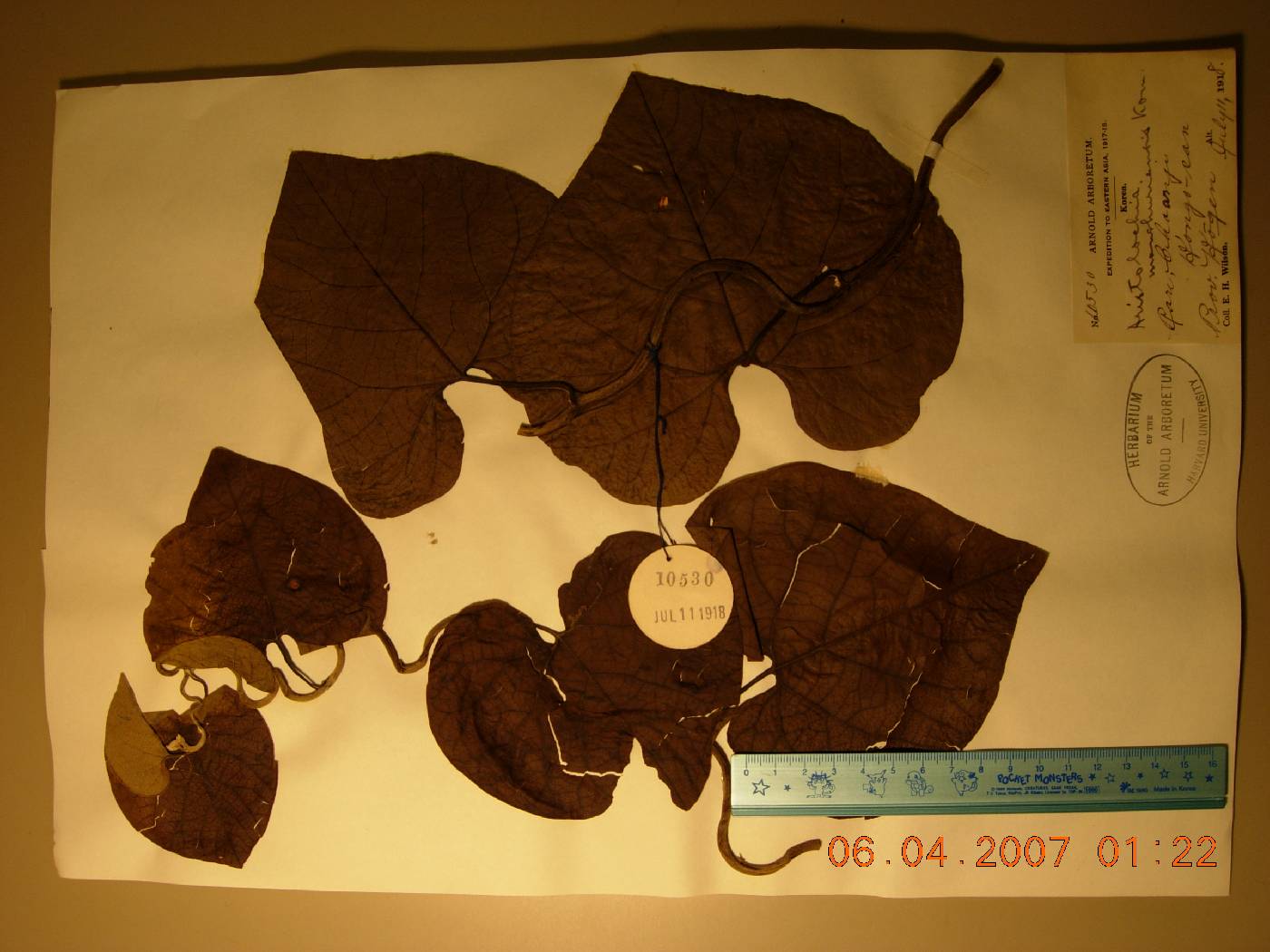 Aristolochia manshuriensis image