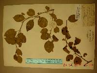 Ilex macropoda image