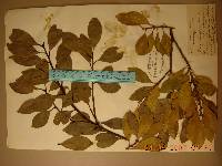 Ilex integra image