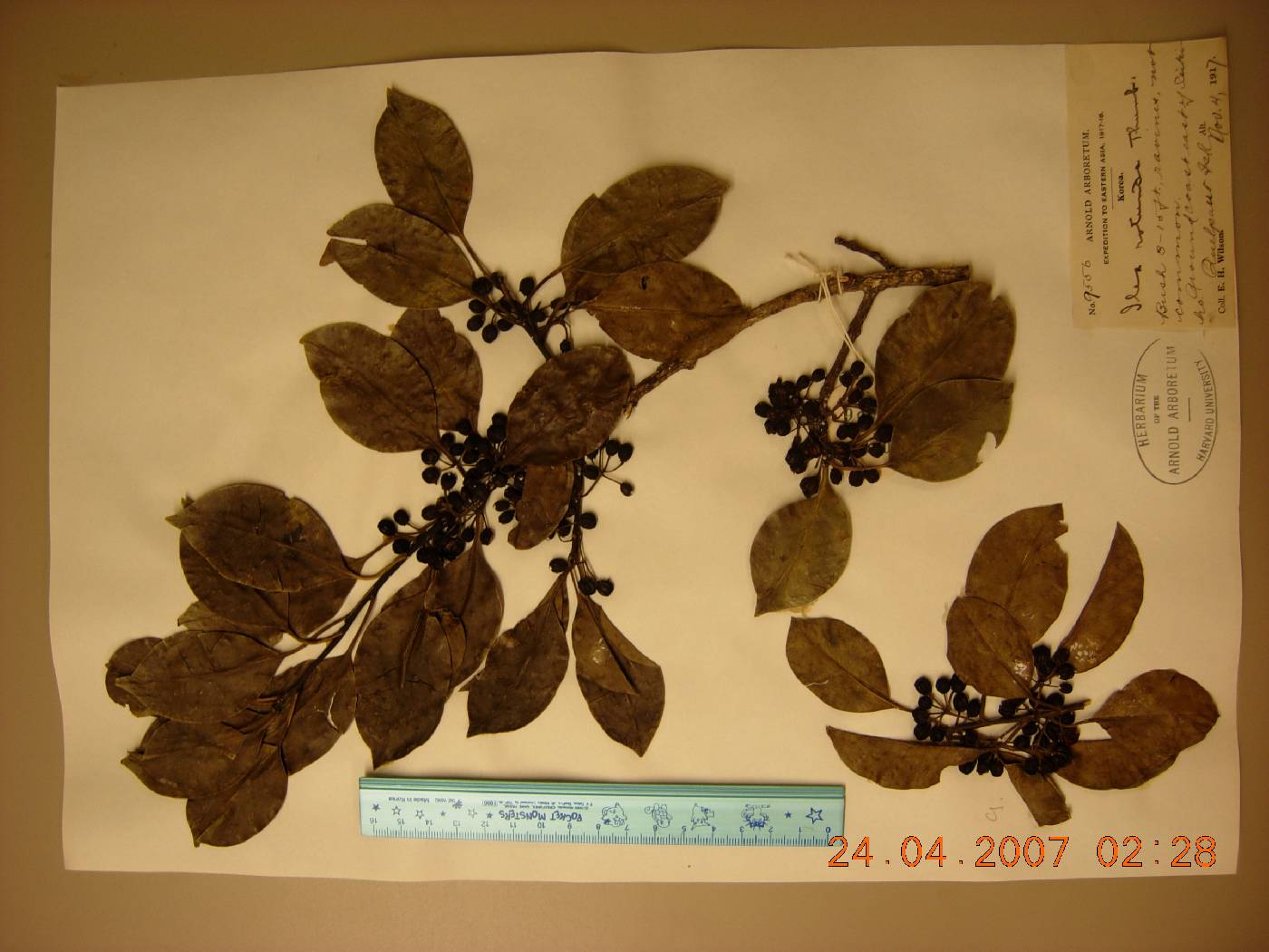 Ilex rotunda image