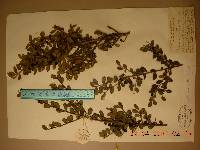Ilex crenata image