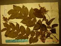 Toxicodendron trichocarpum image