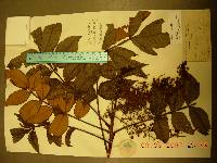 Rhus chinensis image