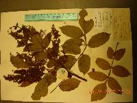 Rhus chinensis image