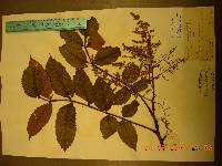 Rhus chinensis image