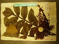 Rhus chinensis image