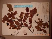 Vaccinium oldhamii image