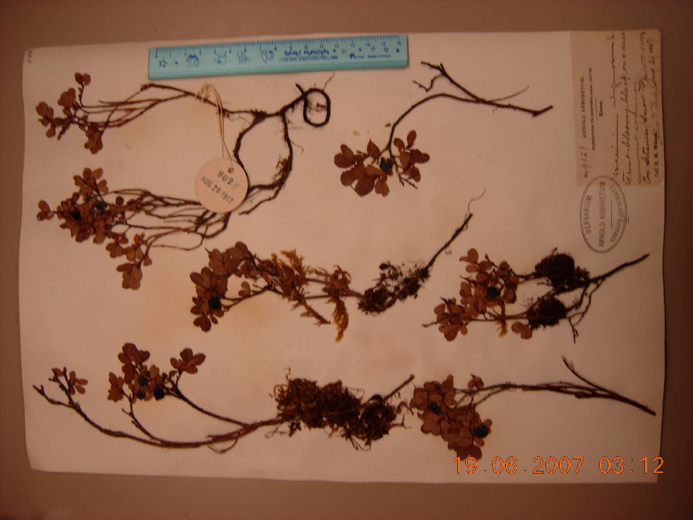 Vaccinium uliginosum image