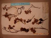 Vaccinium uliginosum image