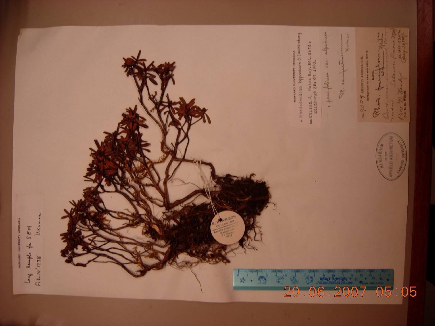 Rhododendron lapponicum image