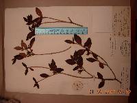 Rhododendron mucronulatum image